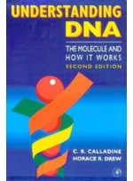 Understanding DNA