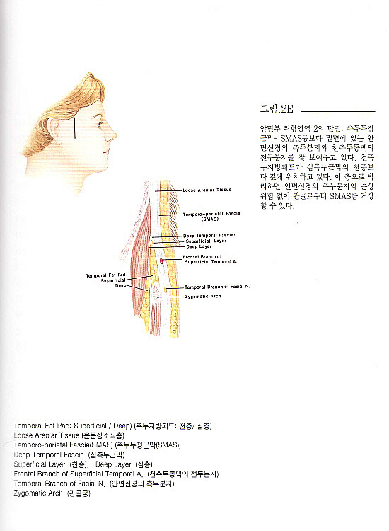 안면부 미용수술을 위한 안면 신경 Atlas
