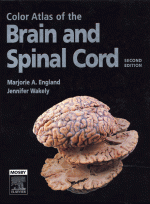 Color Atlas Of The Brain And Spinal Cord 2e