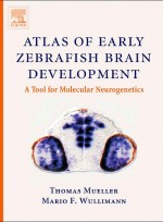 Atlas of Early Zebrafish Brain Development : A Tool for Molecular Neurogenetics