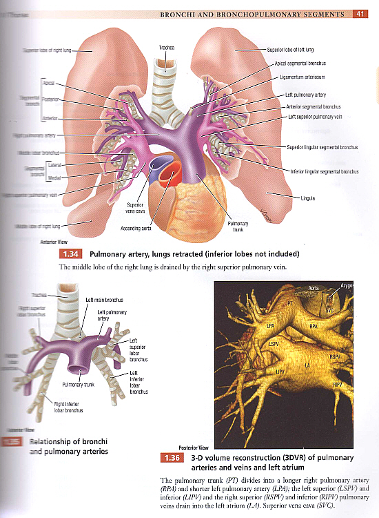 Grant\'s Atlas of Anatomy,12/e