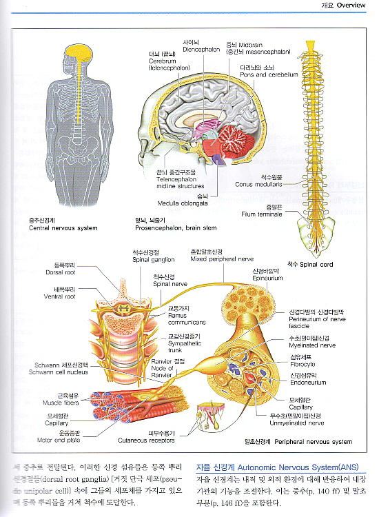 그림으로 보는 신경학 Color Atlas of Neurology