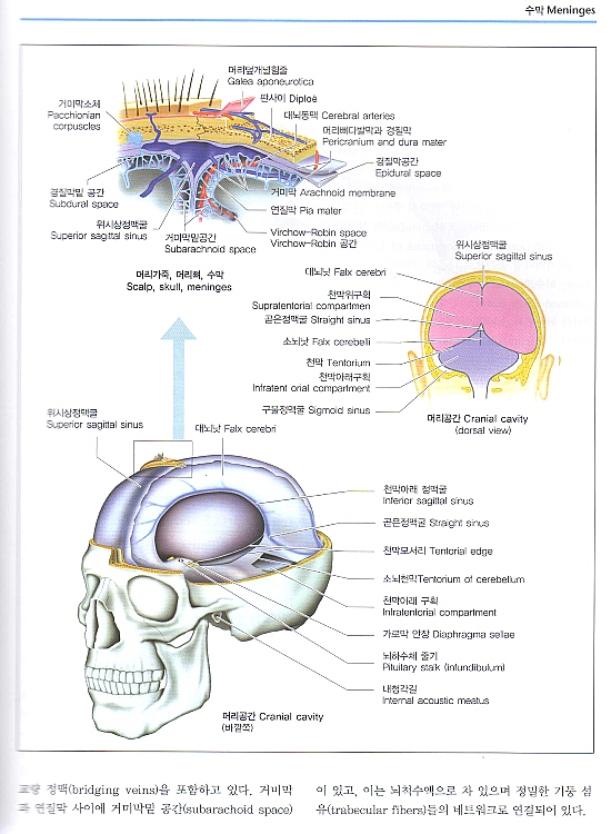 그림으로 보는 신경학 Color Atlas of Neurology
