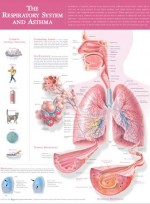 The Respiratory System and Asthma Anatomical Chart (Wall Chart)