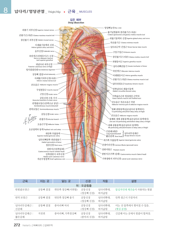 Netter's 근육뼈대계 간결해부학 2판