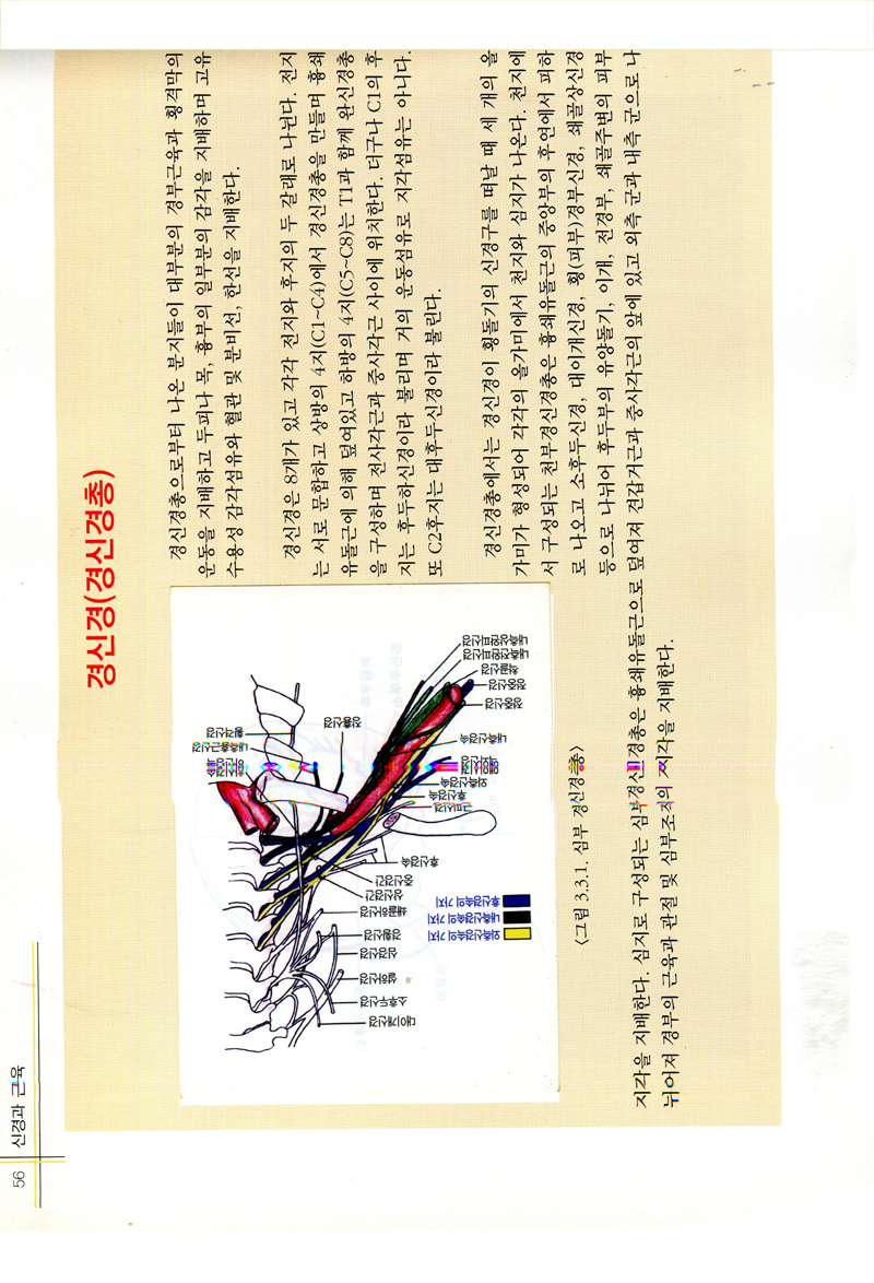 신경과 근육 (근의학 신서 1)