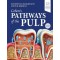 Cohen's Pathways of the Pulp, 13/e