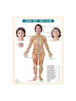 인체의 경혈경락 시스템