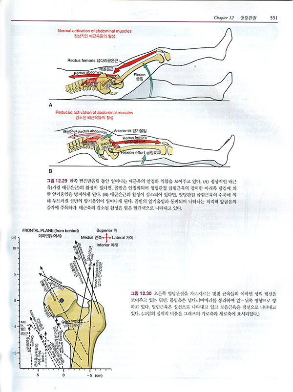 뉴만 Kinesiology 근육뼈대계통의기능해부학및운동학 3판